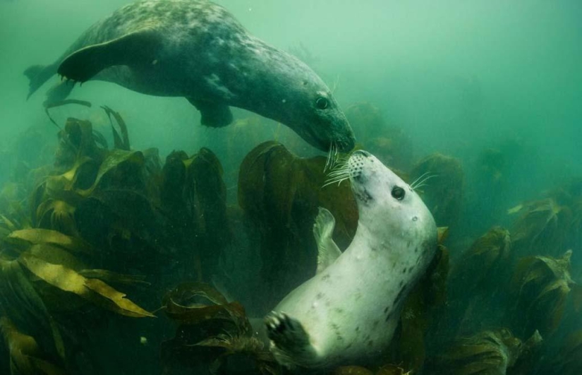 Seals photographed by Adam Hanlon Seals photographed by Adam Hanlon