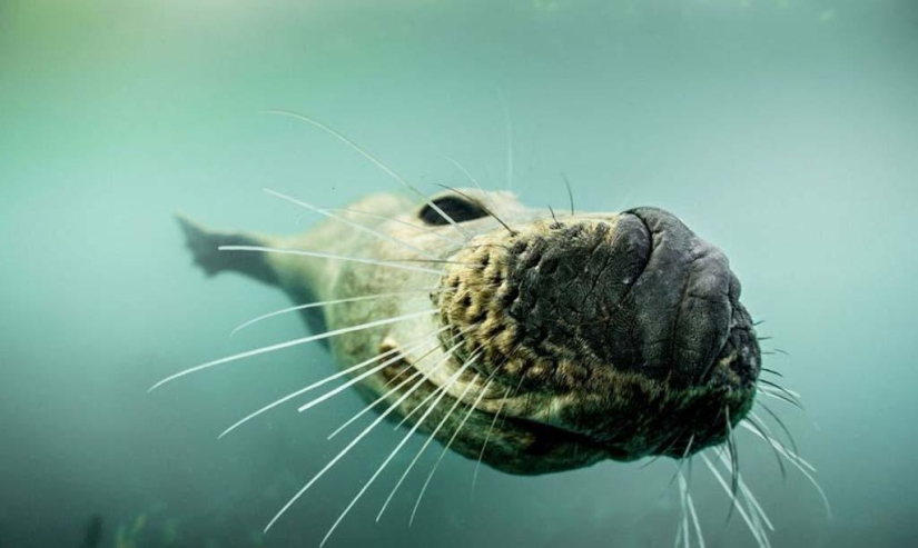 Seals photographed by Adam Hanlon Seals photographed by Adam Hanlon