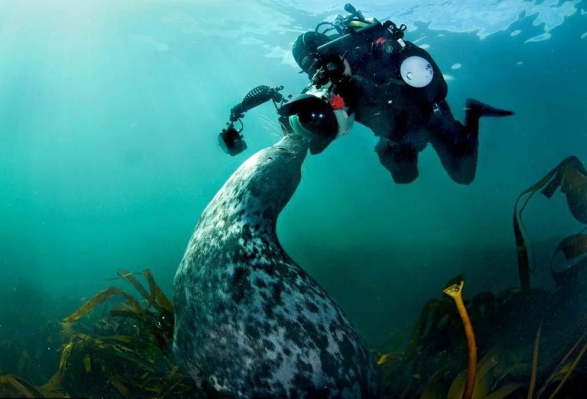 Seals photographed by Adam Hanlon Seals photographed by Adam Hanlon