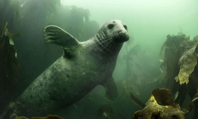 Seals photographed by Adam Hanlon Seals photographed by Adam Hanlon