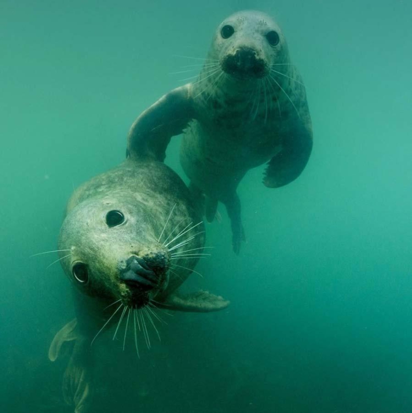 Seals photographed by Adam Hanlon Seals photographed by Adam Hanlon