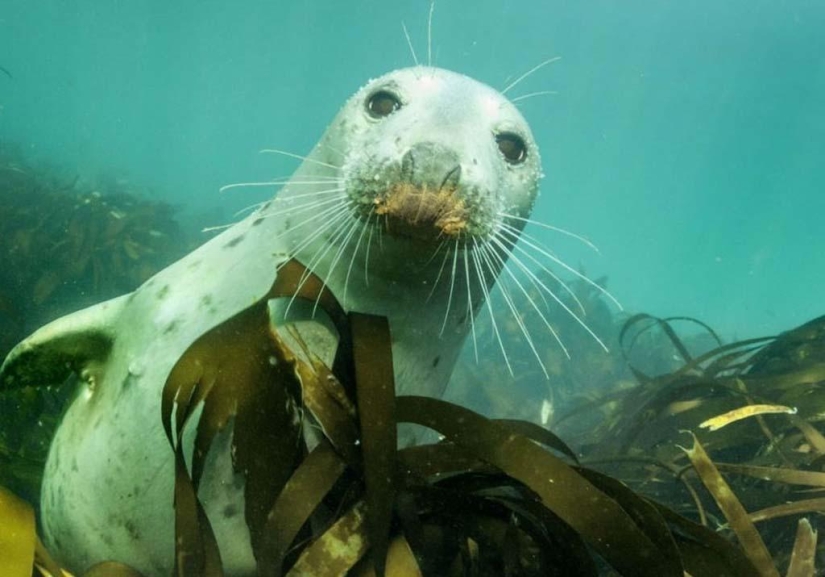 Seals photographed by Adam Hanlon Seals photographed by Adam Hanlon
