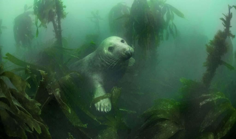 Seals photographed by Adam Hanlon Seals photographed by Adam Hanlon