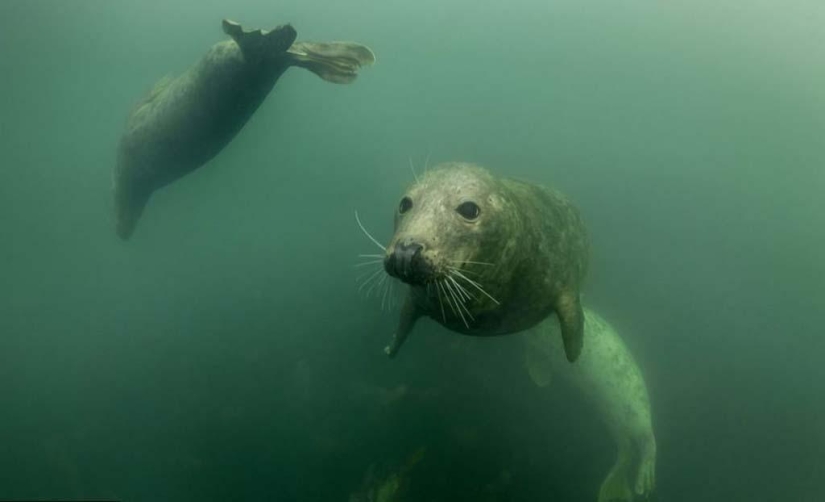 Seals photographed by Adam Hanlon Seals photographed by Adam Hanlon