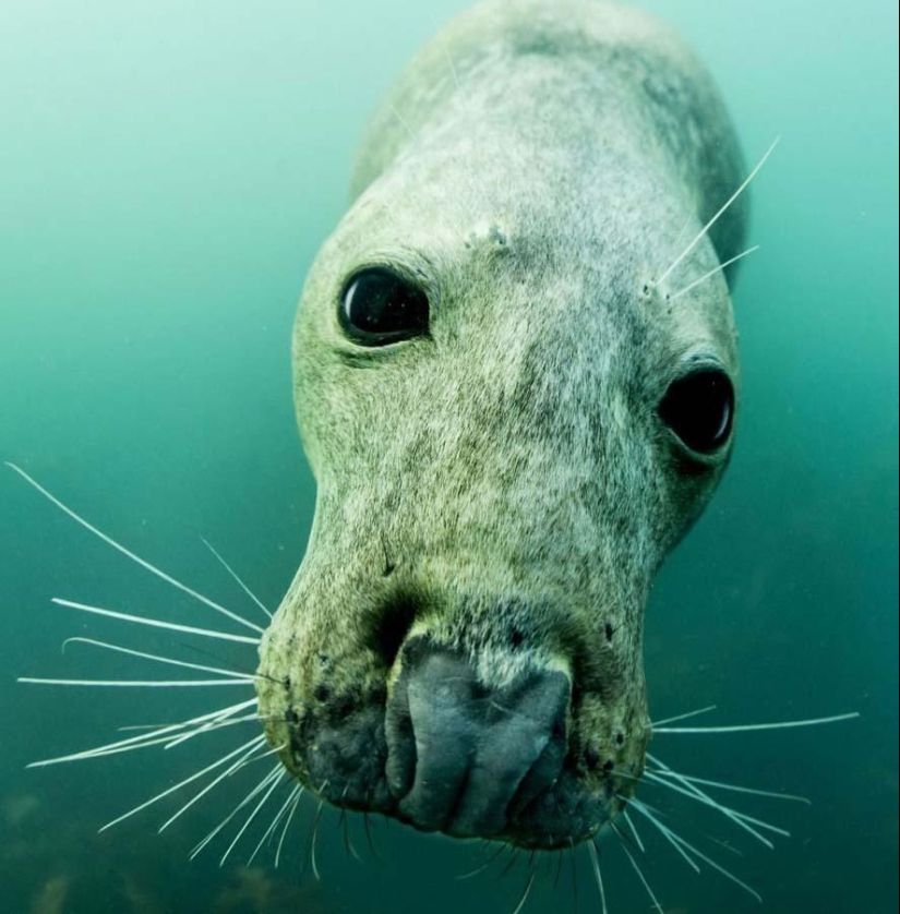 Seals photographed by Adam Hanlon Seals photographed by Adam Hanlon