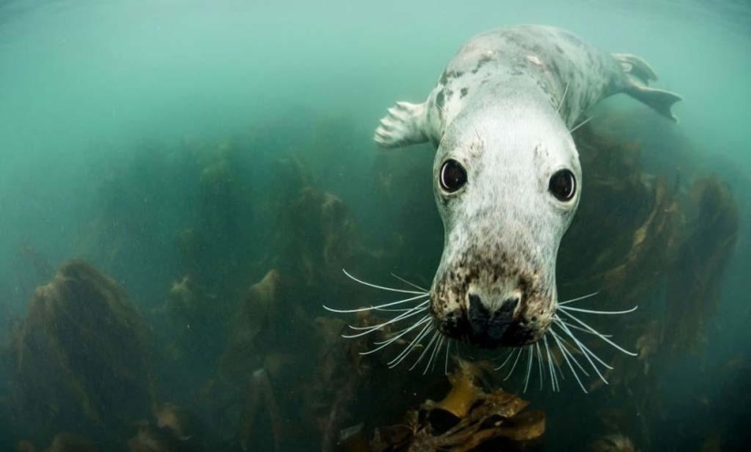 Seals photographed by Adam Hanlon Seals photographed by Adam Hanlon