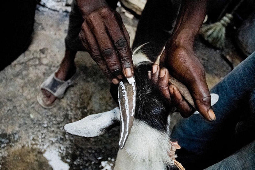 Secretos del sacrificio ritual afrocubano