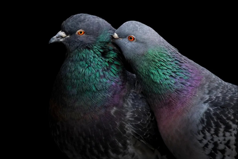 See 11 Breathtaking Bird Images From the Audubon Photography Awards See 11 Breathtaking Bird Images From the Audubon Photography Awards