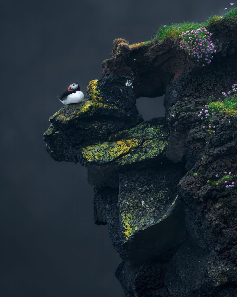 See 11 Breathtaking Bird Images From the Audubon Photography Awards See 11 Breathtaking Bird Images From the Audubon Photography Awards