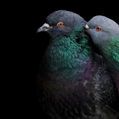 See 11 Breathtaking Bird Images From the Audubon Photography Awards