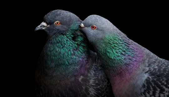 See 11 Breathtaking Bird Images From the Audubon Photography Awards