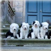 Seis adorables cachorros bobtail