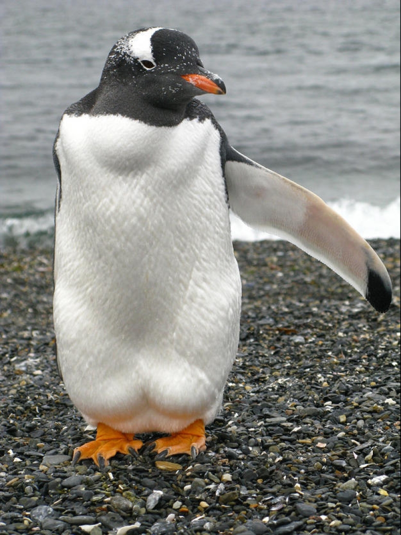 Selección emocional: Miradas de soslayo en el mundo animal Selección emocional: Miradas de soslayo en el mundo animal