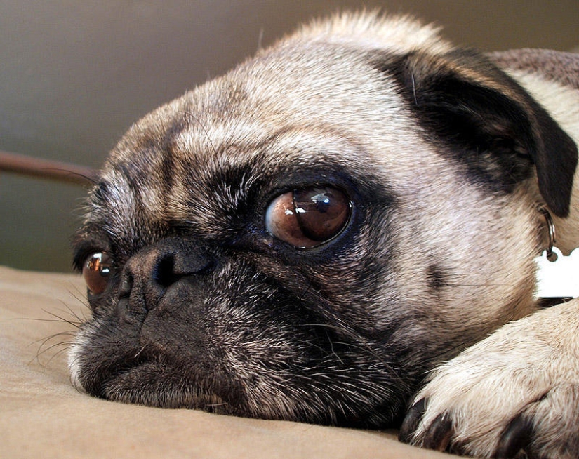 Selección emocional: Miradas de soslayo en el mundo animal Selección emocional: Miradas de soslayo en el mundo animal