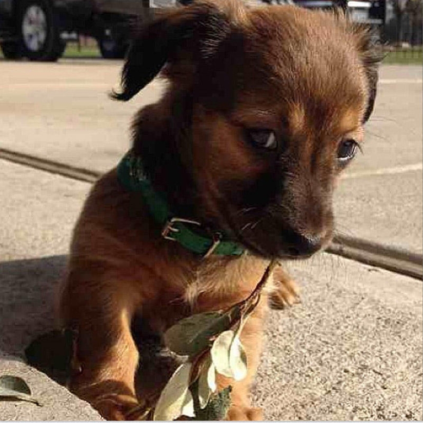 Selección emocional: Miradas de soslayo en el mundo animal Selección emocional: Miradas de soslayo en el mundo animal