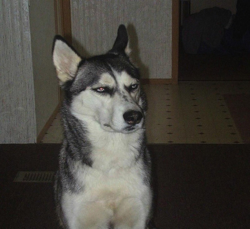 Selección emocional: Miradas de soslayo en el mundo animal Selección emocional: Miradas de soslayo en el mundo animal