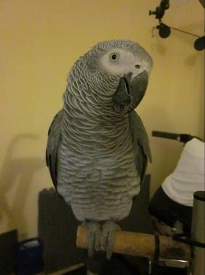 Selección emocional: Miradas de soslayo en el mundo animal Selección emocional: Miradas de soslayo en el mundo animal