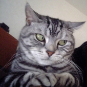 Selección emocional: Miradas de soslayo en el mundo animal