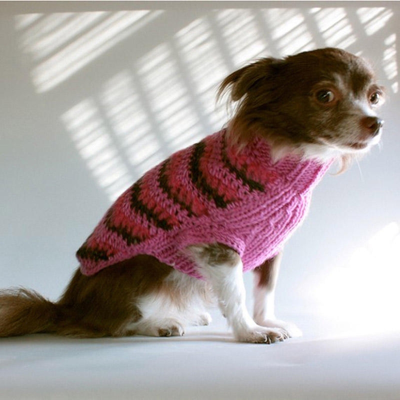 Selección emocional: Miradas de soslayo en el mundo animal Selección emocional: Miradas de soslayo en el mundo animal