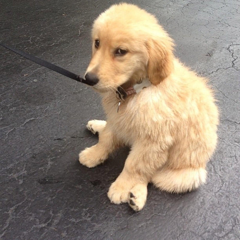 Selección emocional: Miradas de soslayo en el mundo animal Selección emocional: Miradas de soslayo en el mundo animal