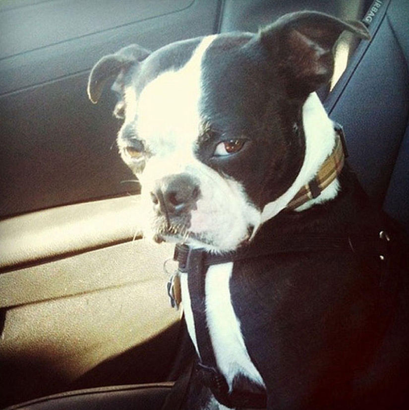 Selección emocional: Miradas de soslayo en el mundo animal Selección emocional: Miradas de soslayo en el mundo animal