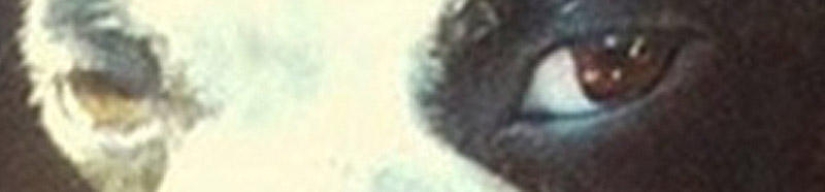 Selección emocional: Miradas de soslayo en el mundo animal Selección emocional: Miradas de soslayo en el mundo animal