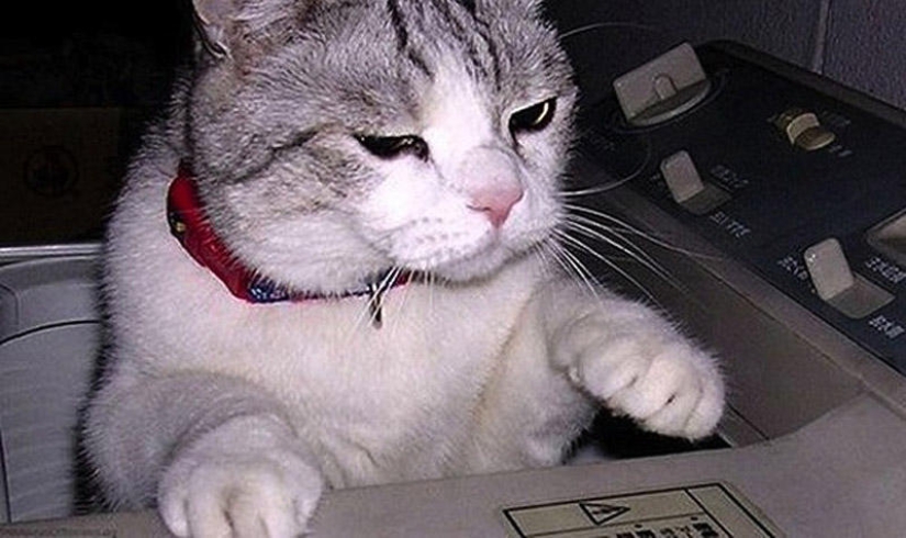 Selección emocional: Miradas de soslayo en el mundo animal Selección emocional: Miradas de soslayo en el mundo animal