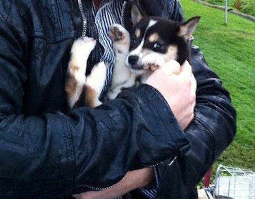 Selección emocional: Miradas de soslayo en el mundo animal Selección emocional: Miradas de soslayo en el mundo animal