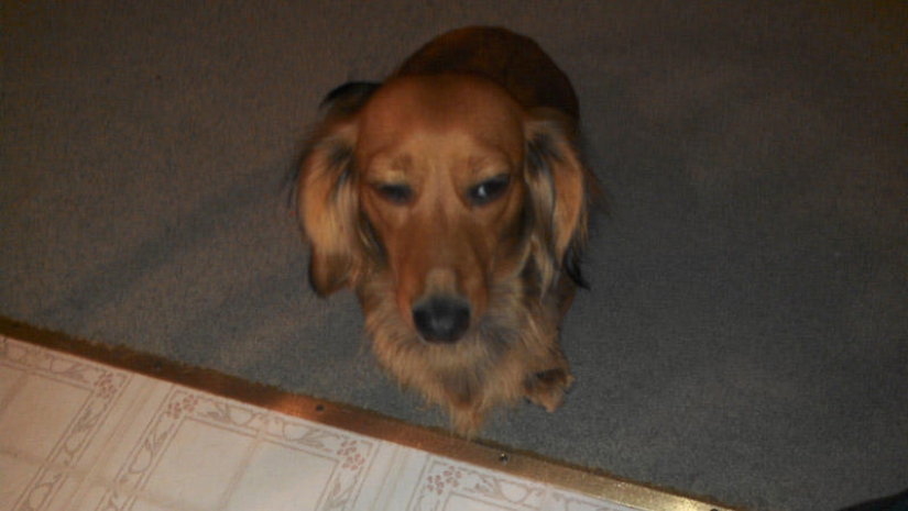 Selección emocional: Miradas de soslayo en el mundo animal Selección emocional: Miradas de soslayo en el mundo animal