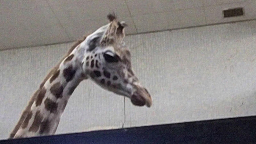 Selección emocional: Miradas de soslayo en el mundo animal Selección emocional: Miradas de soslayo en el mundo animal