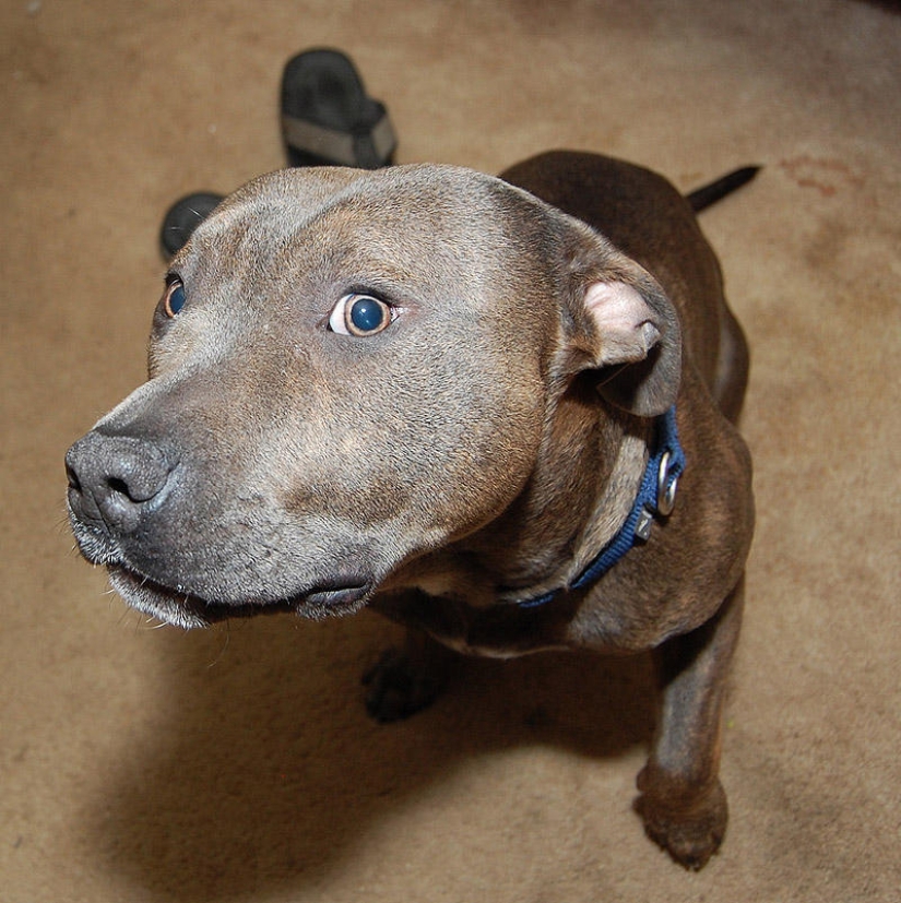 Selección emocional: Miradas de soslayo en el mundo animal Selección emocional: Miradas de soslayo en el mundo animal