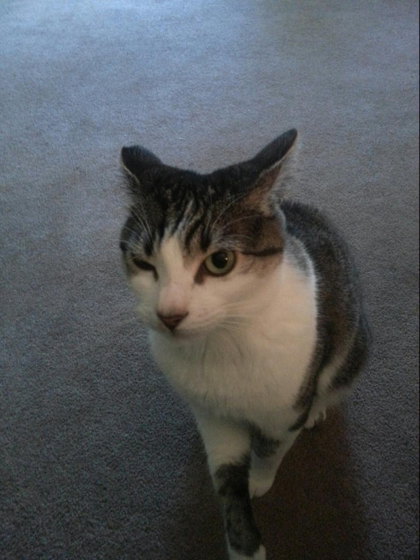 Selección emocional: Miradas de soslayo en el mundo animal Selección emocional: Miradas de soslayo en el mundo animal