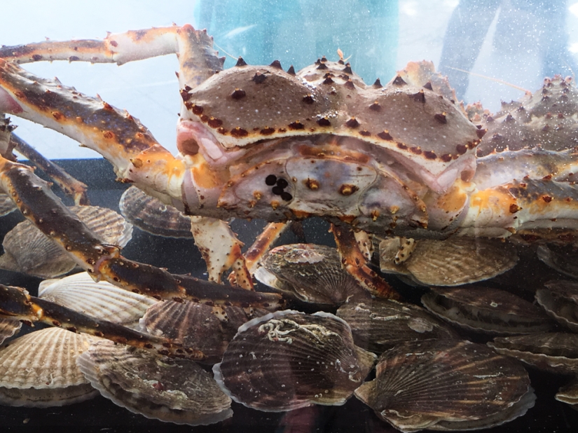 "Semana del Pescado" en Moscú: un paraíso para los amantes del marisco "Semana del Pescado" en Moscú: un paraíso para los amantes del marisco