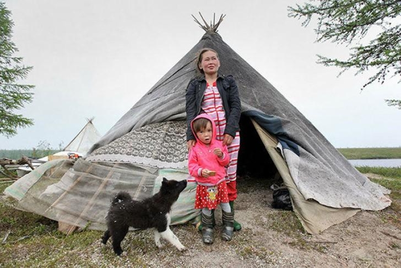Será llevado a la tundra: cómo los nenets celebran la boda