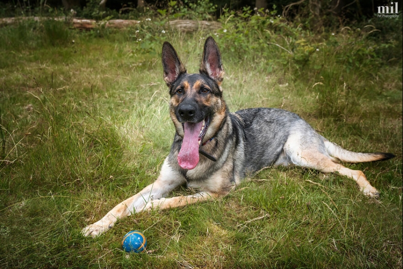 “Serie Happy Tongue Out Dog”: tomé 12 fotos de perros y aquí está el resultado “Serie Happy Tongue Out Dog”: tomé 12 fotos de perros y aquí está el resultado