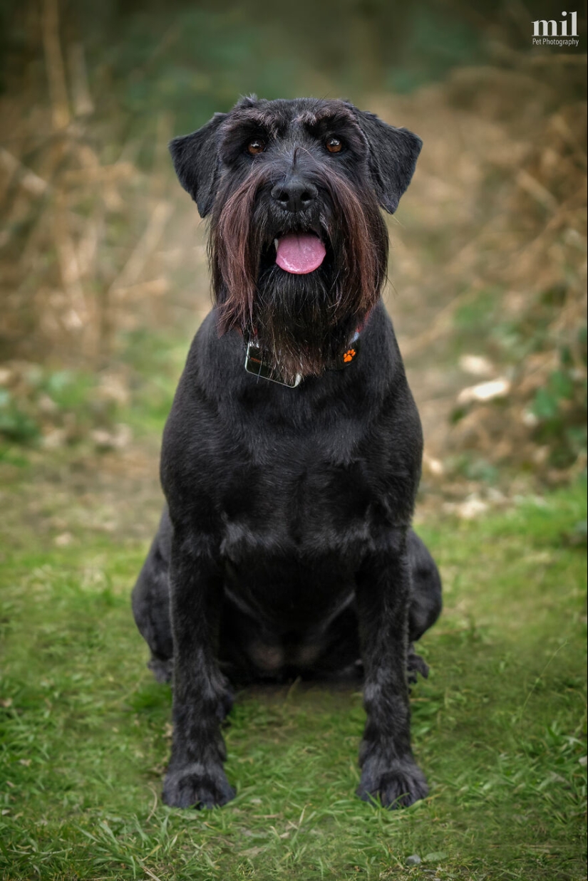 “Serie Happy Tongue Out Dog”: tomé 12 fotos de perros y aquí está el resultado “Serie Happy Tongue Out Dog”: tomé 12 fotos de perros y aquí está el resultado