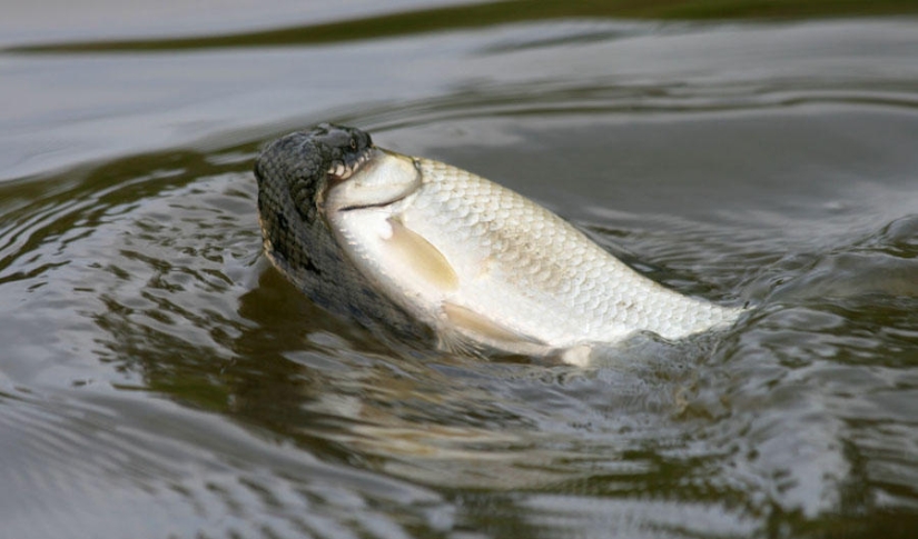 serpientes de pesca