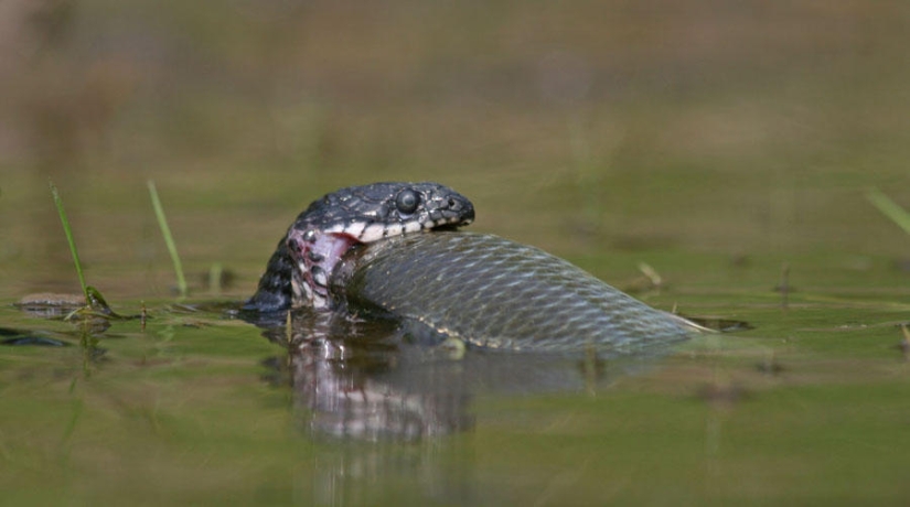 serpientes de pesca