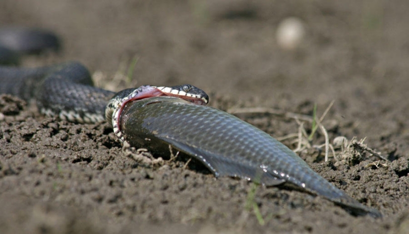 serpientes de pesca