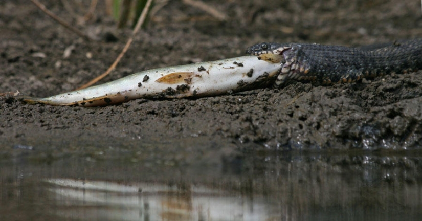 serpientes de pesca