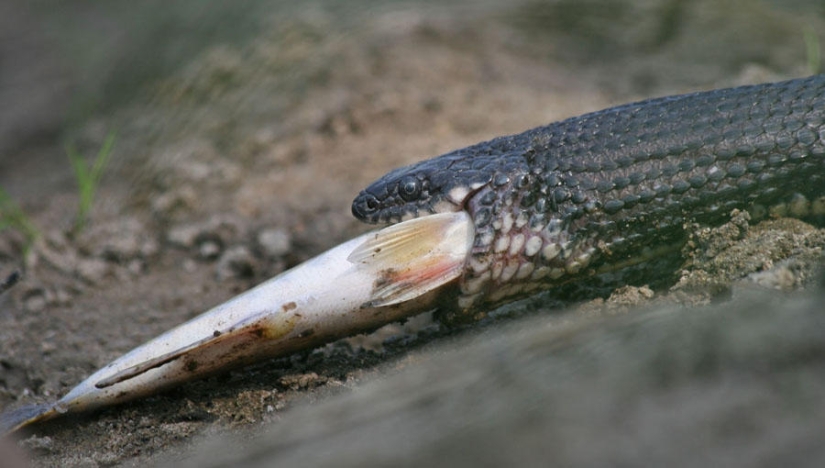serpientes de pesca