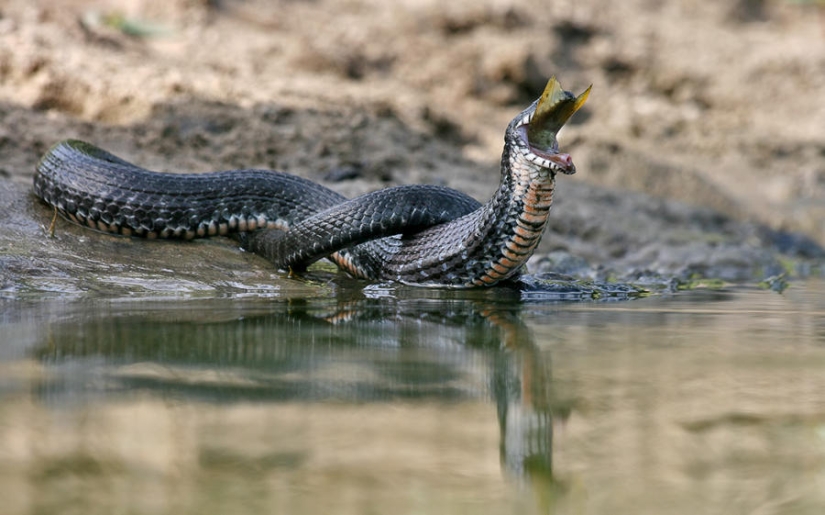 serpientes de pesca