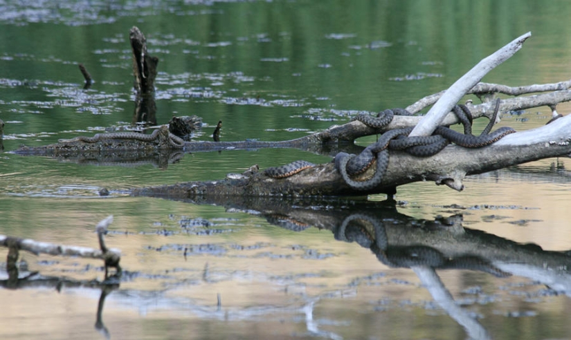 serpientes de pesca