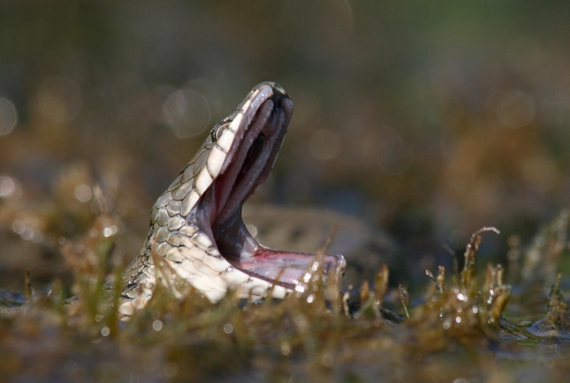 serpientes de pesca