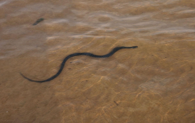 serpientes de pesca