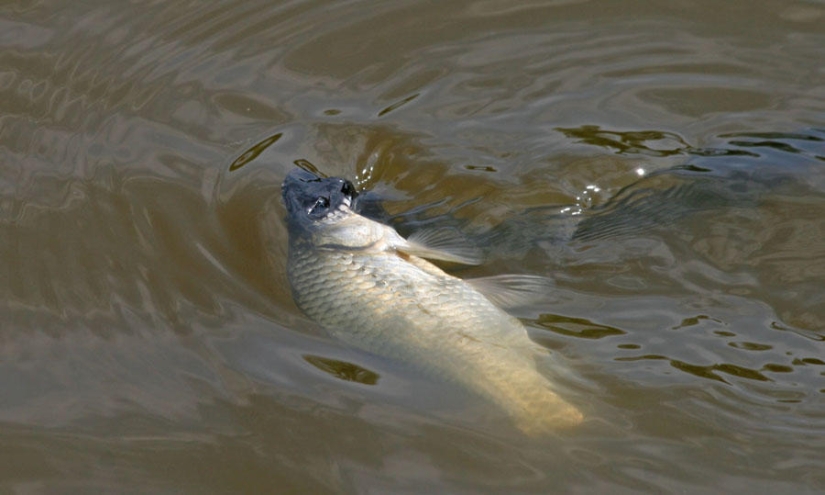 serpientes de pesca