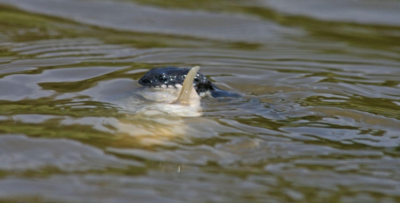 serpientes de pesca