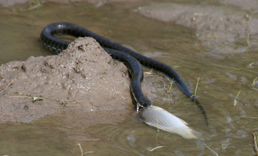 serpientes de pesca