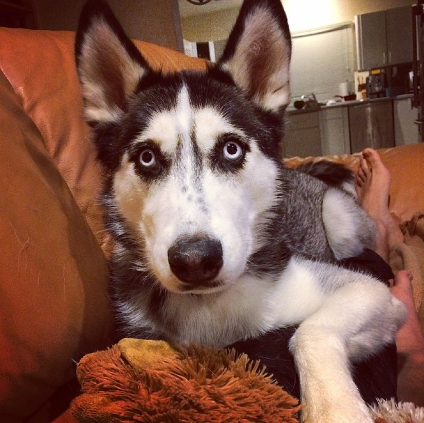 Sexy doctor and his glorious husky! Sexy doctor and his glorious husky!
