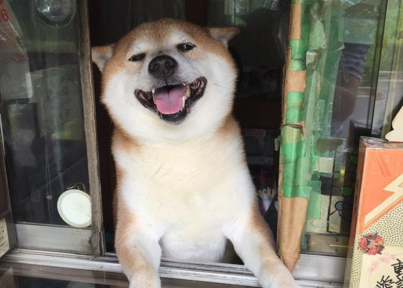 Shiba Inu del puesto callejero de Tokio se retira después de años de servicio